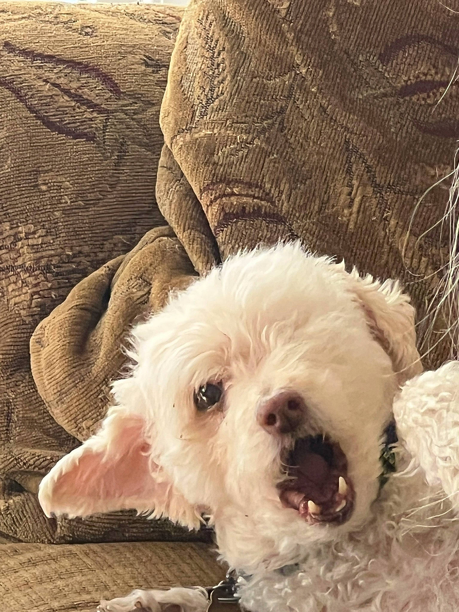 Lexy is registered to the contest to win money with this photo: canidae, carnivore, collar, comfort, companion_dog, dog, dog_breed, dog_collar, fur, giant_dog_breed, maltepoo, pet_supply, small_terrier, snout, sporting_group, terrestrial_animal, terrier, toy_dog, water_dog, working_animal