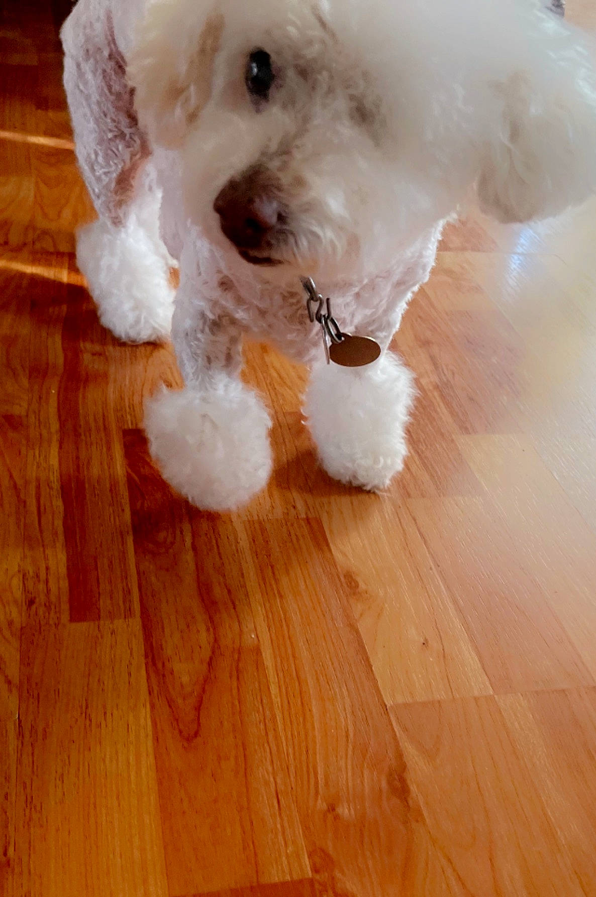 Lexy joined the competition — help win amazing prizes! carnivore, companion_dog, dog, dog_breed, dog_supply, fawn, flooring, hardwood, labradoodle, laminate_flooring, plank, small_terrier, snout, terrier, toy_dog, varnish, wood, wood_flooring, wood_stain, working_animal