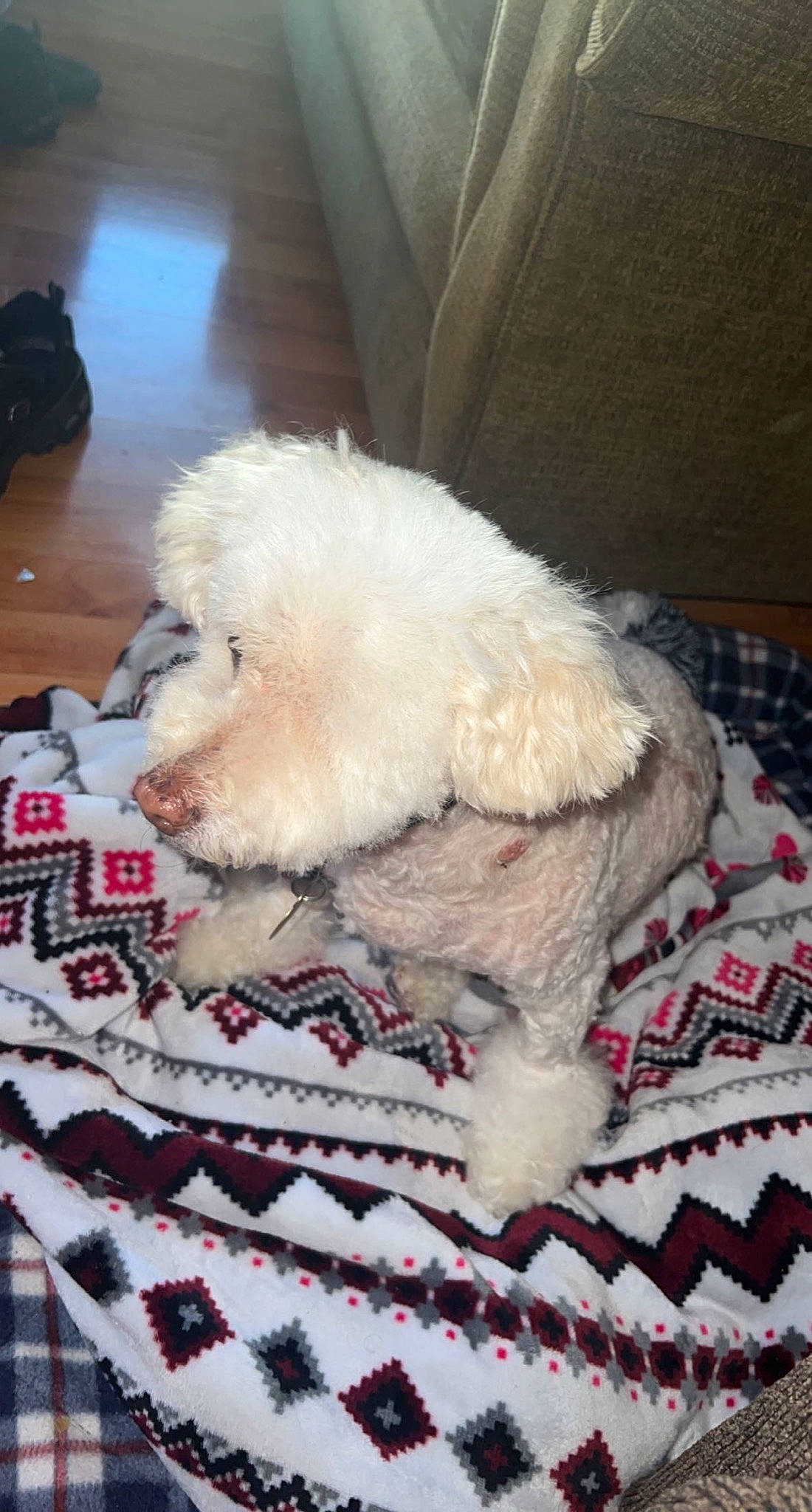 Lexy joined the competition — help win amazing prizes! carnivore, cockapoo, comfort, companion_dog, dog, dog_breed, dog_supply, fawn, flooring, fur, goldendoodle, labradoodle, linens, pattern, pet_supply, puppy_love, sporting_group, tail, terrier, toy_dog