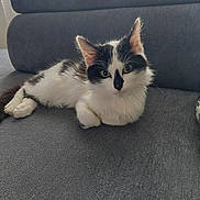 Voyou a rejoint le concours — aidez-le/la à gagner de superbes lots ! cat, kitten, black_and_white, pet, feline, animal, indoor, sofa, couch, relaxing, fur, whiskers, ears, cute, young, domestic, resting, closeup, green_eyes, cozy