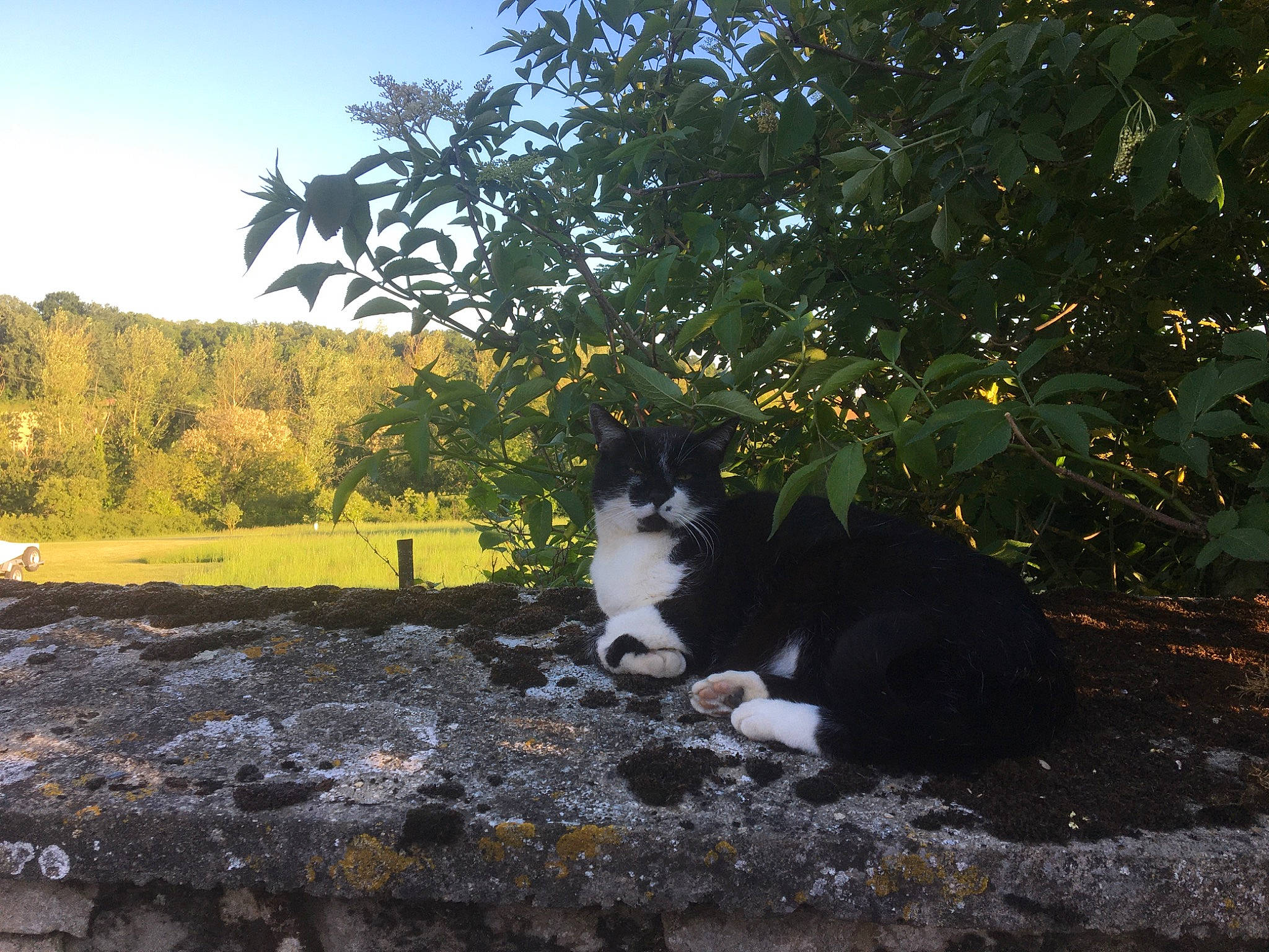 Niki participe au concours pour gagner de l'argent avec cette photo : carnivore, cat, felidae, grass, landscape, leaf, morning, natural_landscape, plant, road_surface, shade, sky, small_to_medium_sized_cats, sunlight, tail, tints_and_shades, tree, vegetation, whiskers, wood