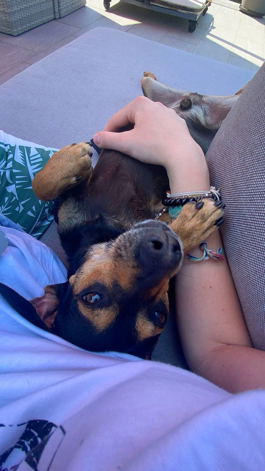 Loupy participe au concours pour gagner de l'argent avec cette photo : accessories, animal, ball, bracelet, canine, couch, cushion, dog, furniture, homedecor, hound, jewelry, person, pet, pig, puppy, sleeping, sport, tennis, tennisball