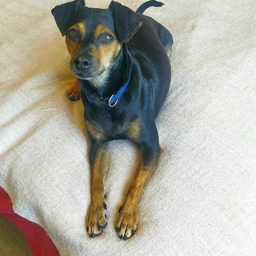 Loupy a rejoint le concours — aidez-le/la à gagner de superbes lots ! accessories, animal, beagle, bed, blanket, boxer, bulldog, canine, chihuahua, cushion, dog, dogbed, furniture, homedecor, hound, labradorretriever, pet, puppy, snout, strap