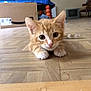 Pompon a rejoint le concours — aidez-le/la à gagner de superbes lots ! kitten, cat, orange_tabby, wooden_floor, indoor, box, trampoline, toy, curious, pets, animal, small, cute, playful, feline, young, whiskers, ears, flooring, home