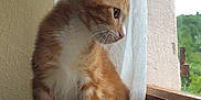 Pompon a rejoint le concours — aidez-le/la à gagner de superbes lots ! cat, kitten, orange_tabby, windowsill, curtain, window, indoor, pet, fur, whiskers, looking_outside, light, shadow, young_cat, domestic_cat, feline, cozy, resting, side_profile, natural_light