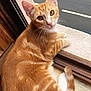 cat, orange_tabby, window, windowsill, feline, pet, animal, curious, fur, whiskers, ears, tail, indoor, outdoor, street, resting, looking, closeup, domestic_cat, cute
