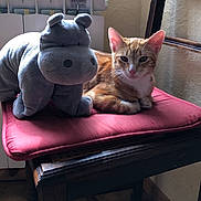 Pompon participe au concours pour gagner de l'argent avec cette photo : cat, tabby_cat, stuffed_animal, hippopotamus_toy, chair, cushion, wooden_furniture, indoor, window, natural_light, relaxed, pet, animal, floor_tiles, resting, cozy, domestic, cute, plush, feline