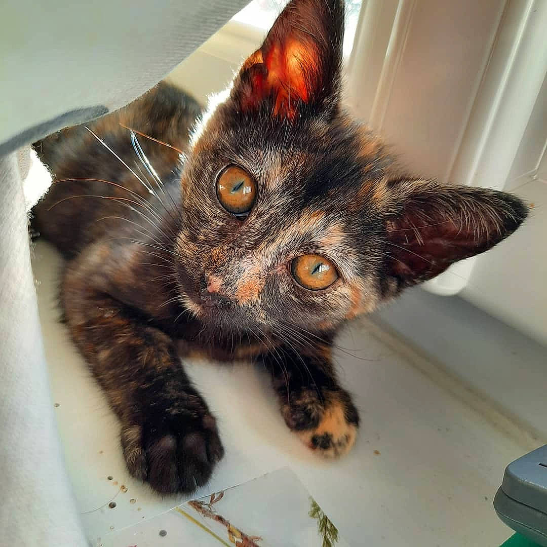 Ohana participe au concours pour gagner de l'argent avec cette photo : asian, carnivore, cat, claw, domestic_short_haired_cat, dragon_li, ear, european_shorthair, eye, felidae, fur, german_rex, kitten, nose, paw, small_to_medium_sized_cats, snout, tabby_cat, toyger, whiskers