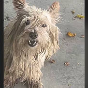 Cookies Bebé is registered to the contest to win money with this photo: dog, pet, canine, shaggy_fur, scruffy, cream_fur, long_hair, standing, smiling, open_mouth, floppy_ears, outdoor, concrete, pavement, leaves, portrait, close_up, video_screenshot, play_button, volume_icon