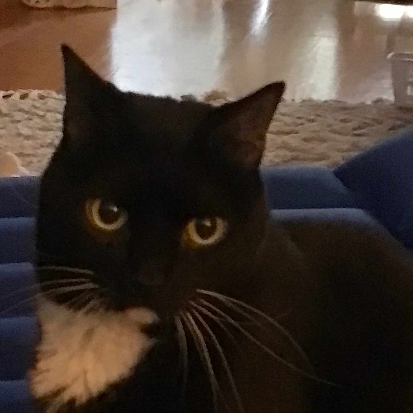 Belle joined the competition — help win amazing prizes! animal, black_cat, blue_surface, cat, closeup, cozy, curious, domestic, feline, floor, household, indoor, mammal, pet, portrait, rug, soft_lighting, whiskers, white_chest, yellow_eyes