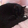 Belle is registered to the contest to win money with this photo: cat, black_cat, white_paw, sleeping, curled_up, bedroom, pink_blanket, pink_pillow, striped_blanket, cute_illustration, indoor, cozy, pet, animal, feline, resting, soft_texture, home, comfort, relaxation