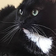 Belle joined the competition — help win amazing prizes! cat, tuxedo_cat, black_and_white, whiskers, green_eyes, close_up, pet, feline, indoor, couch, fur, portrait, animal, curious, sitting, domestic_cat, face, head, mammal, cute