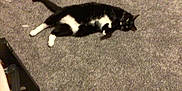 Belle is registered to the contest to win money with this photo: cat, black_and_white, carpet, indoor, pet, lying_down, feline, animal, curious, relaxed, whiskers, tail, floor, domestic, fur, cute, cozy, resting, playful, eyes
