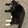 Belle joined the competition — help win amazing prizes! cat, tuxedo_cat, black_and_white, pet, feline, animal, indoor, carpet, whiskers, tail, paws, curious, lying_down, green_eyes, domestic_cat, fur, cute, relaxed, mammal, looking_up