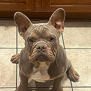 Chiki is registered to the contest to win money with this photo: animal, boxer, bulldog, canine, dog, frenchbulldog, hardwood, pet, pitbull, puppy, snout, whitedog, wood