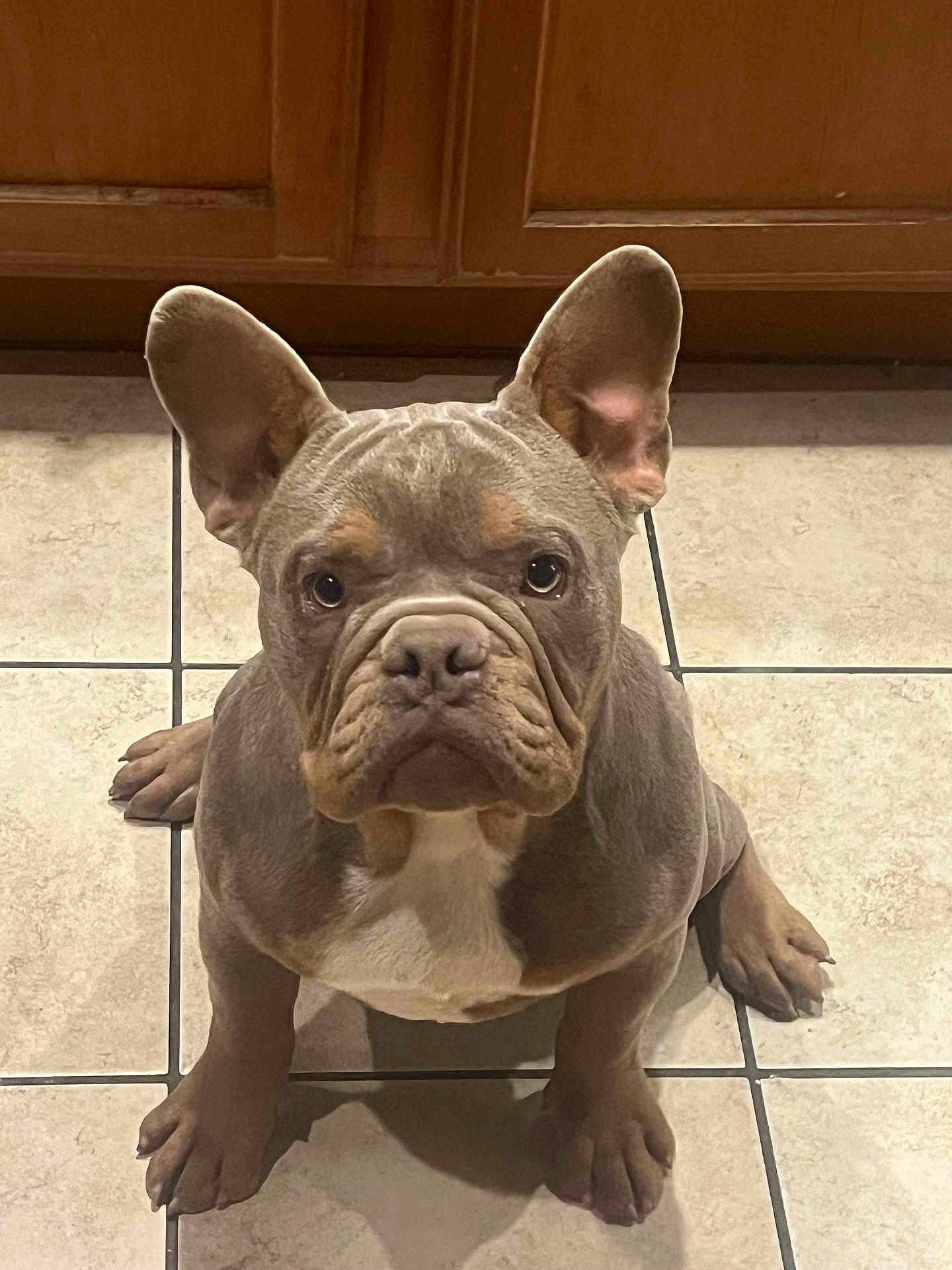 Chiki is registered to the contest to win money with this photo: animal, boxer, bulldog, canine, dog, frenchbulldog, hardwood, pet, pitbull, puppy, snout, whitedog, wood
