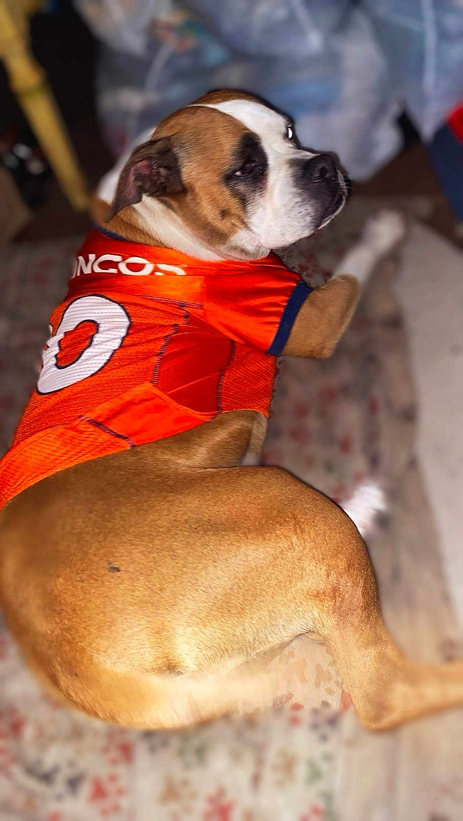 Reese joined the competition — help win amazing prizes! dog, pet, orange_jersey, sportswear, brown_fur, white_fur, indoor, rug, relaxed, looking_back, canine, animal, domestic_animal, laying_down, close_up, portrait, furry, companion, friendly, cute