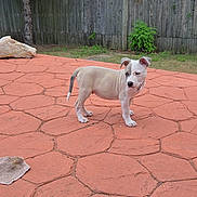 Harley Davidson is registered to the contest to win money with this photo: puppy, dog, outdoor, patio, red_patio, fence, grass, tree, young_dog, canine, pet, animal, backyard, side_view, standing, curious, nature, daylight, ears_up, collar