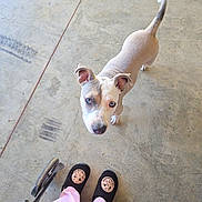 Harley Davidson joined the competition — help win amazing prizes! animal, blue_eyes, canine, casual, concrete_floor, curious, dog, ears_up, floor, indoor, leopard_print, light_colored, looking_up, person, pet, pink_pants, short_hair, slippers, standing, tail_up