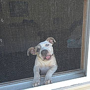 Harley Davidson is registered to the contest to win money with this photo: adorable, animal, closeup, curious, cute, dog, ears, expression, fur, head_tilt, home, indoor, looking, paw, pet, playful, puppy, screen, tongue_out, window