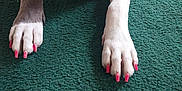 Glemer is registered to the contest to win money with this photo: animal, canine, claws, close_up, colorful, dog, domestic_animal, floor, front_legs, fur, green_carpet, indoor, manicure, nails, painted_nails, paw_pads, paws, pet, pink_nails, texture
