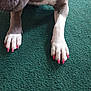 Glemer is registered to the contest to win money with this photo: animal, canine, claws, close_up, colorful, dog, domestic_animal, floor, front_legs, fur, green_carpet, indoor, manicure, nails, painted_nails, paw_pads, paws, pet, pink_nails, texture