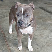 Glemer is registered to the contest to win money with this photo: animal, bench, blurred_background, brown, canine, casual, collar, concrete_floor, conversation, dog, ears, garage, indoor, jacket, jeans, person, pet, standing, two_people, white