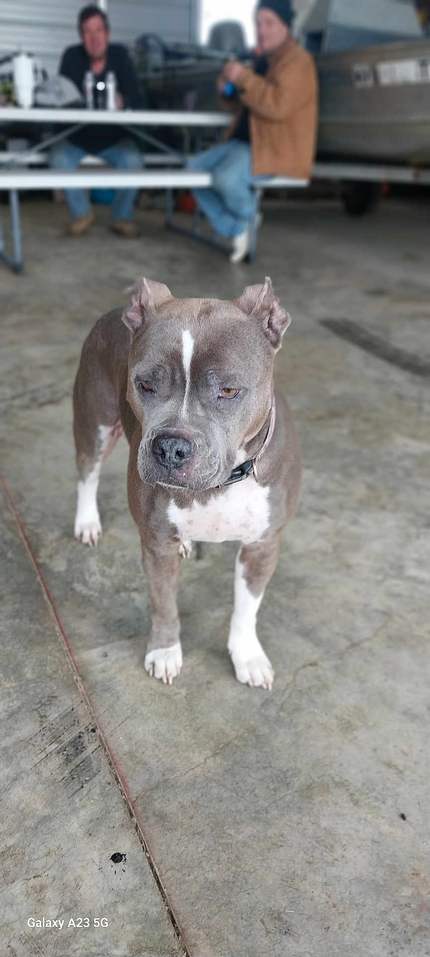 Glemer is registered to the contest to win money with this photo: animal, bench, blurred_background, brown, canine, casual, collar, concrete_floor, conversation, dog, ears, garage, indoor, jacket, jeans, person, pet, standing, two_people, white