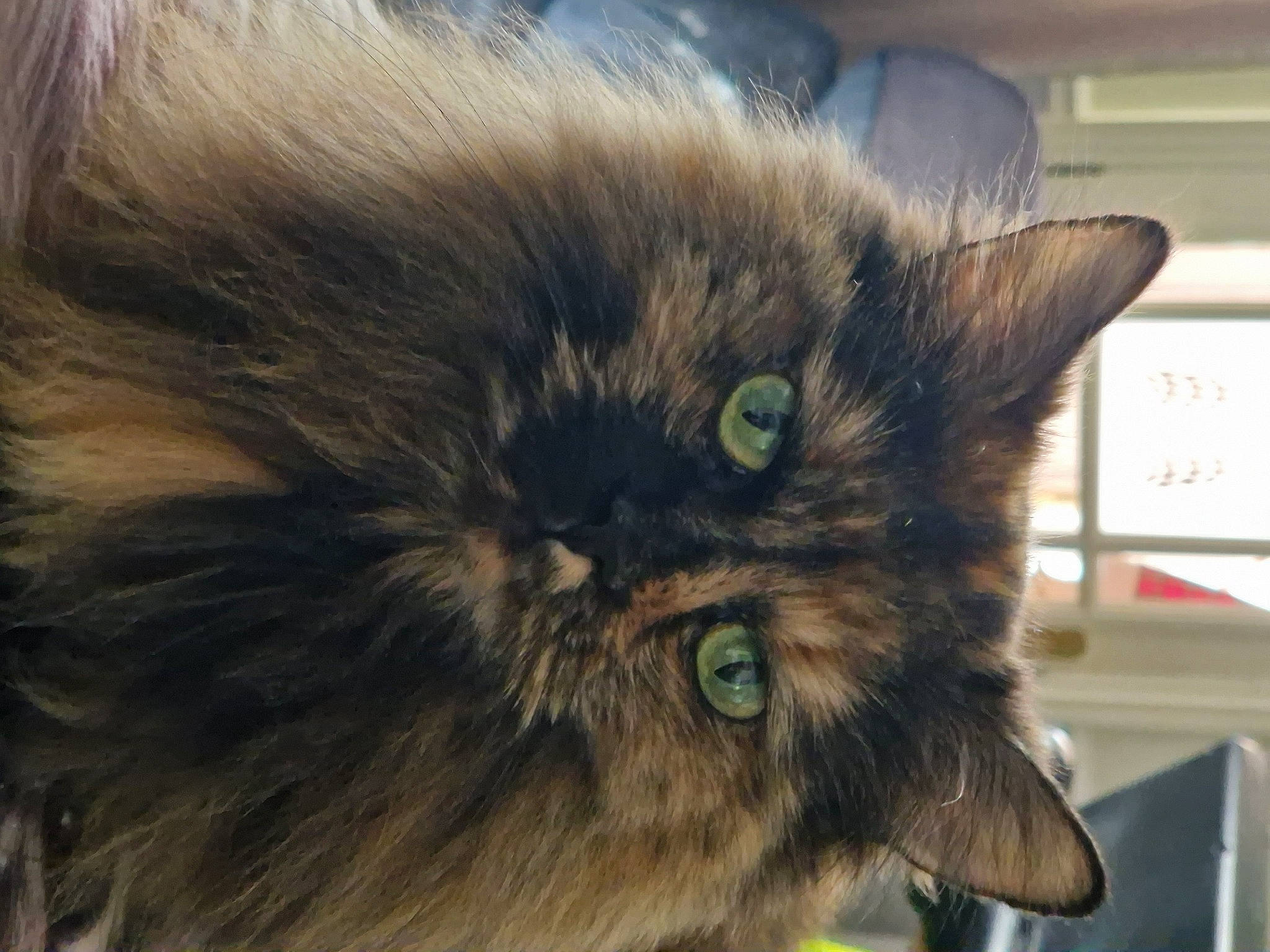 Tilly is registered to the contest to win money with this photo: british_longhair, carnivore, cat, domestic_short_haired_cat, ear, eye, felidae, fur, head, iris, small_to_medium_sized_cats, snout, tail, terrestrial_animal, whiskers