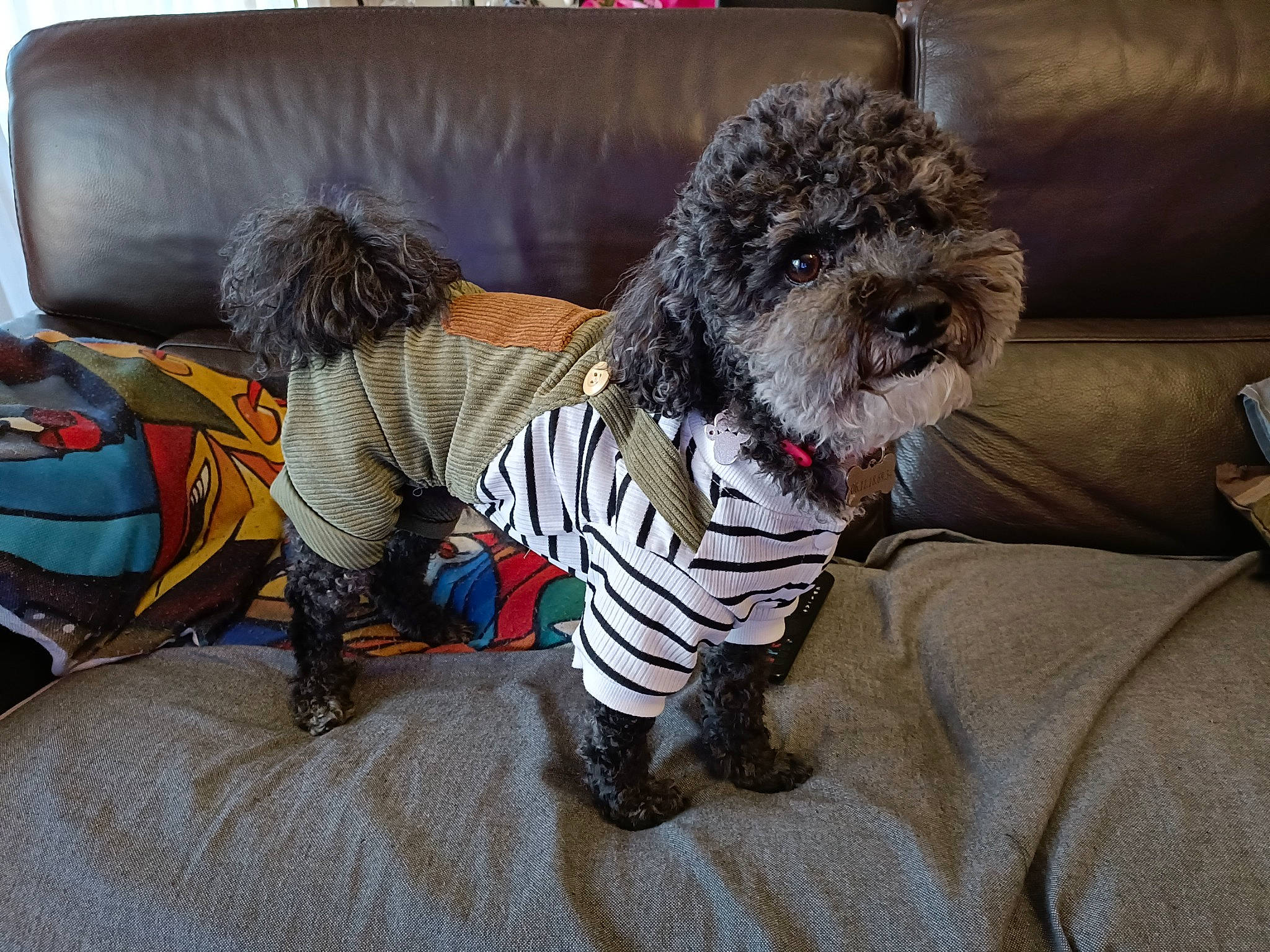 Nikke a rejoint le concours — aidez-le/la à gagner de superbes lots ! canidae, carnivore, comfort, companion_dog, couch, dog, dog_breed, dog_clothes, dog_supply, fawn, fur, grey, small_terrier, snout, sporting_group, stuffed_toy, tail, terrier, toy, toy_dog