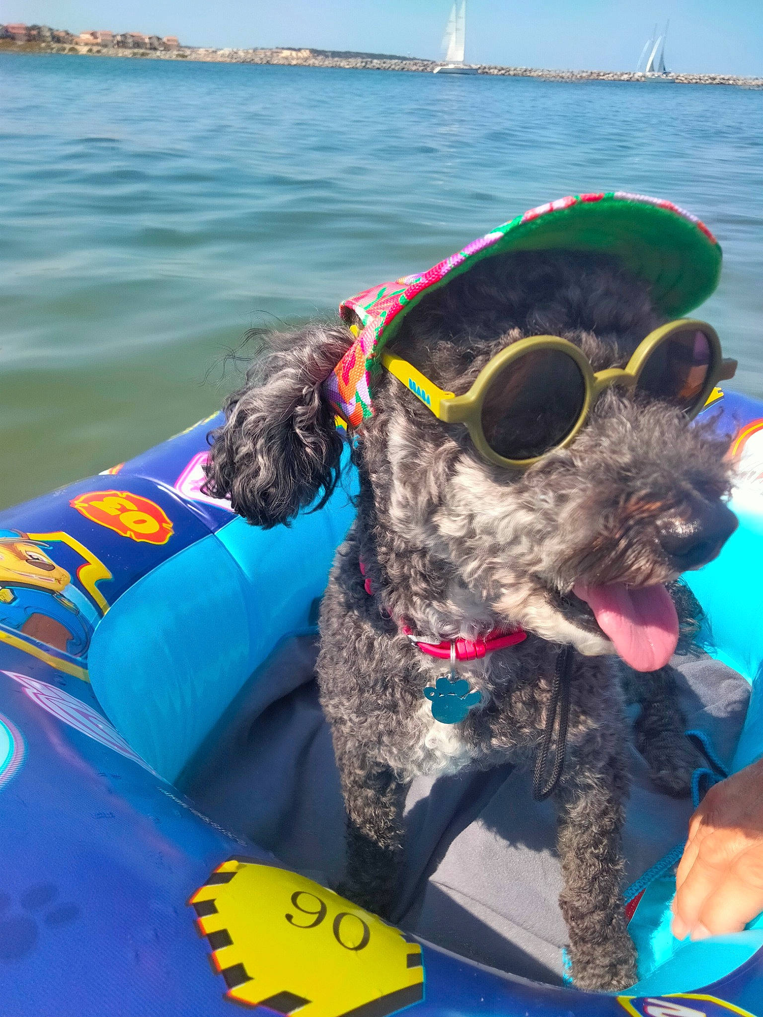Nikke participe au concours pour gagner de l'argent avec cette photo : azure, blue, boats_and_boating_equipment_and_supplies, carnivore, collar, companion_dog, dog, dog_breed, dog_collar, dog_supply, eyewear, glasses, goggles, personal_protective_equipment, recreation, summer, sunglasses, vision_care, water, working_animal