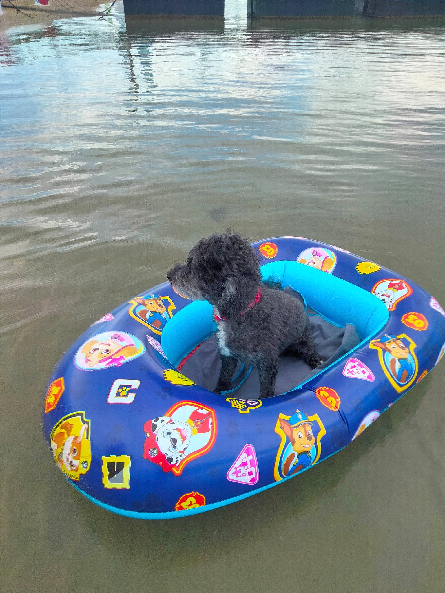 Nikke a rejoint le concours — aidez-le/la à gagner de superbes lots ! carnivore, circle, comfort, companion_dog, dog, dog_breed, dog_supply, electric_blue, fun, inflatable, lake, leisure, mammal, recreation, sporting_group, water