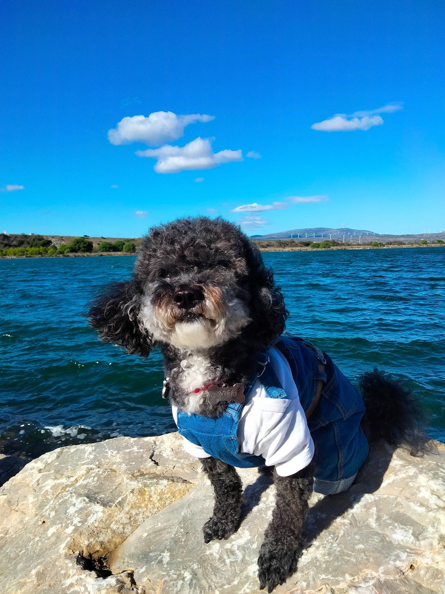 Nikke a rejoint le concours — aidez-le/la à gagner de superbes lots ! azure, blue, carnivore, cloud, companion_dog, dog, dog_breed, dog_supply, electric_blue, fun, lake, ocean, poodle, sky, sporting_group, standard_poodle, terrier, toy_dog, water, water_dog