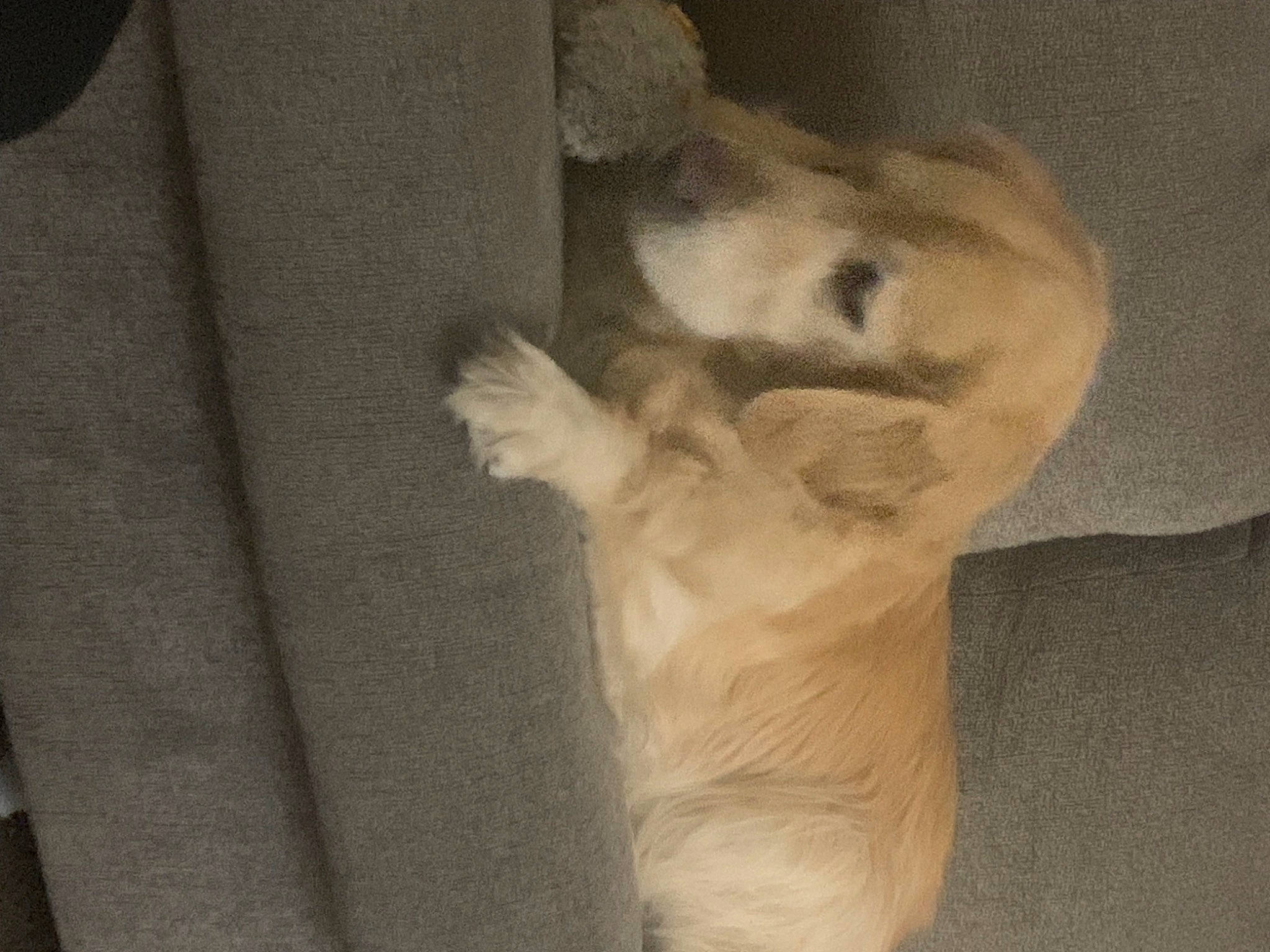 Jackson is registered to the contest to win money with this photo: canidae, carnivore, comfort, companion_dog, dog, dog_breed, fawn, felidae, foot, fur, gesture, non_sporting_group, paw, small_to_medium_sized_cats, snout, sporting_group, tail, visual_arts, whiskers, wood