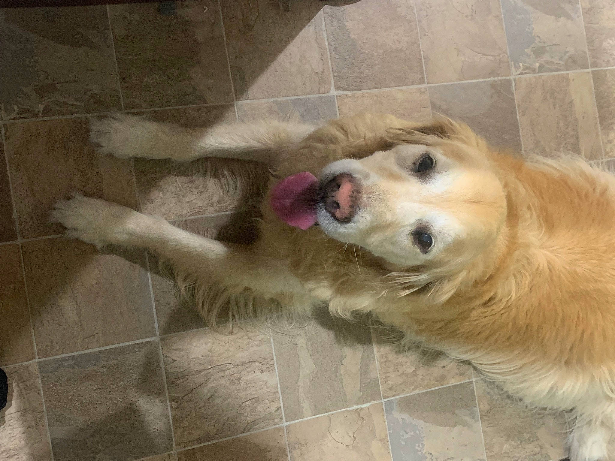 Jackson is registered to the contest to win money with this photo: carnivore, companion_dog, dog, dog_breed, dog_supply, fawn, flooring, fur, non_sporting_group, paw, pet_supply, retriever, snout, sporting_group, street_dog, terrestrial_animal, tile, whiskers, working_animal