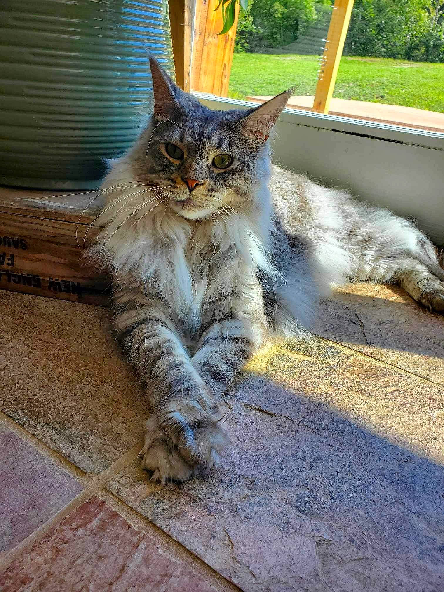 Gunther joined the competition — help win amazing prizes! asphalt, carnivore, cat, claw, domestic_short_haired_cat, felidae, flooring, fur, grass, grey, paw, plant, road_surface, small_to_medium_sized_cats, snout, tail, terrestrial_animal, tree, whiskers, wood