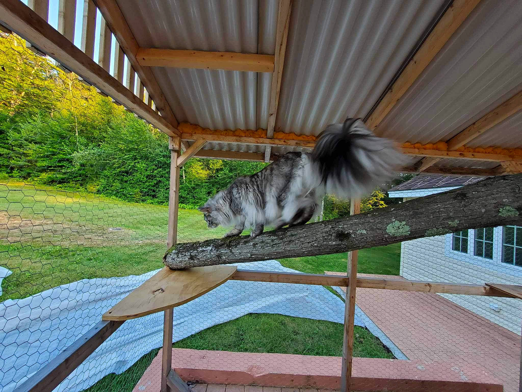 Gunther is registered to the contest to win money with this photo: building, felidae, grass, hardwood, herb, house, leisure, outdoor_furniture, plant, porch, recreation, roof, shade, table, tail, terrestrial_animal, tree, whiskers, wildlife, wood