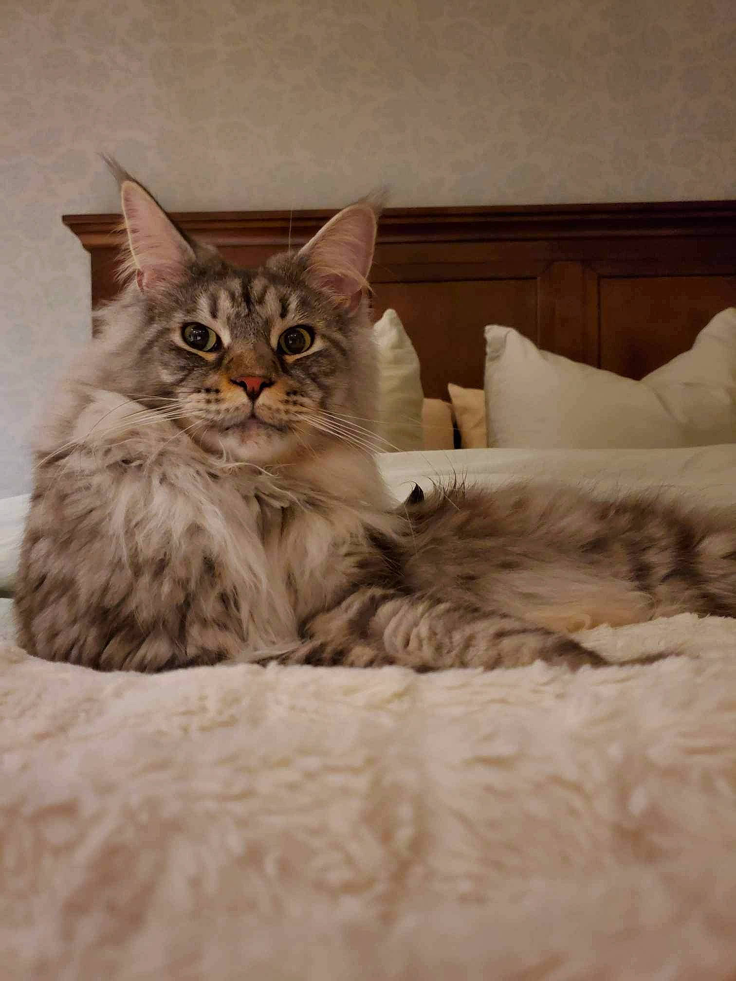 Gunther joined the competition — help win amazing prizes! bed, carnivore, cat, claw, comfort, couch, domestic_short_haired_cat, fawn, felidae, fur, maine_coon, paw, sitting, small_to_medium_sized_cats, snout, tail, terrestrial_animal, whiskers, window