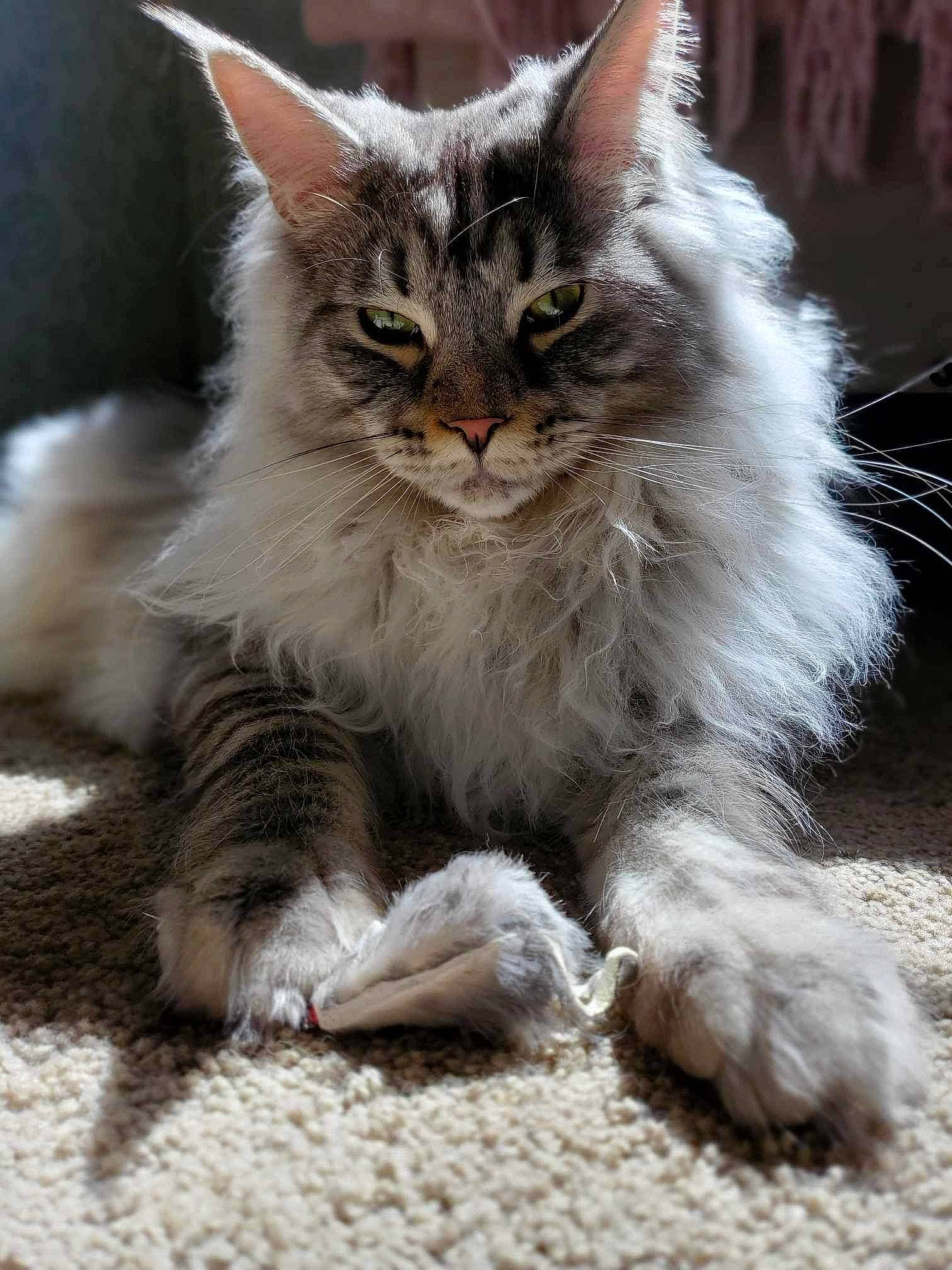 Gunther is registered to the contest to win money with this photo: carnivore, cat, claw, domestic_short_haired_cat, felidae, fur, paw, sitting, small_to_medium_sized_cats, snout, tail, terrestrial_animal, whiskers, wildlife