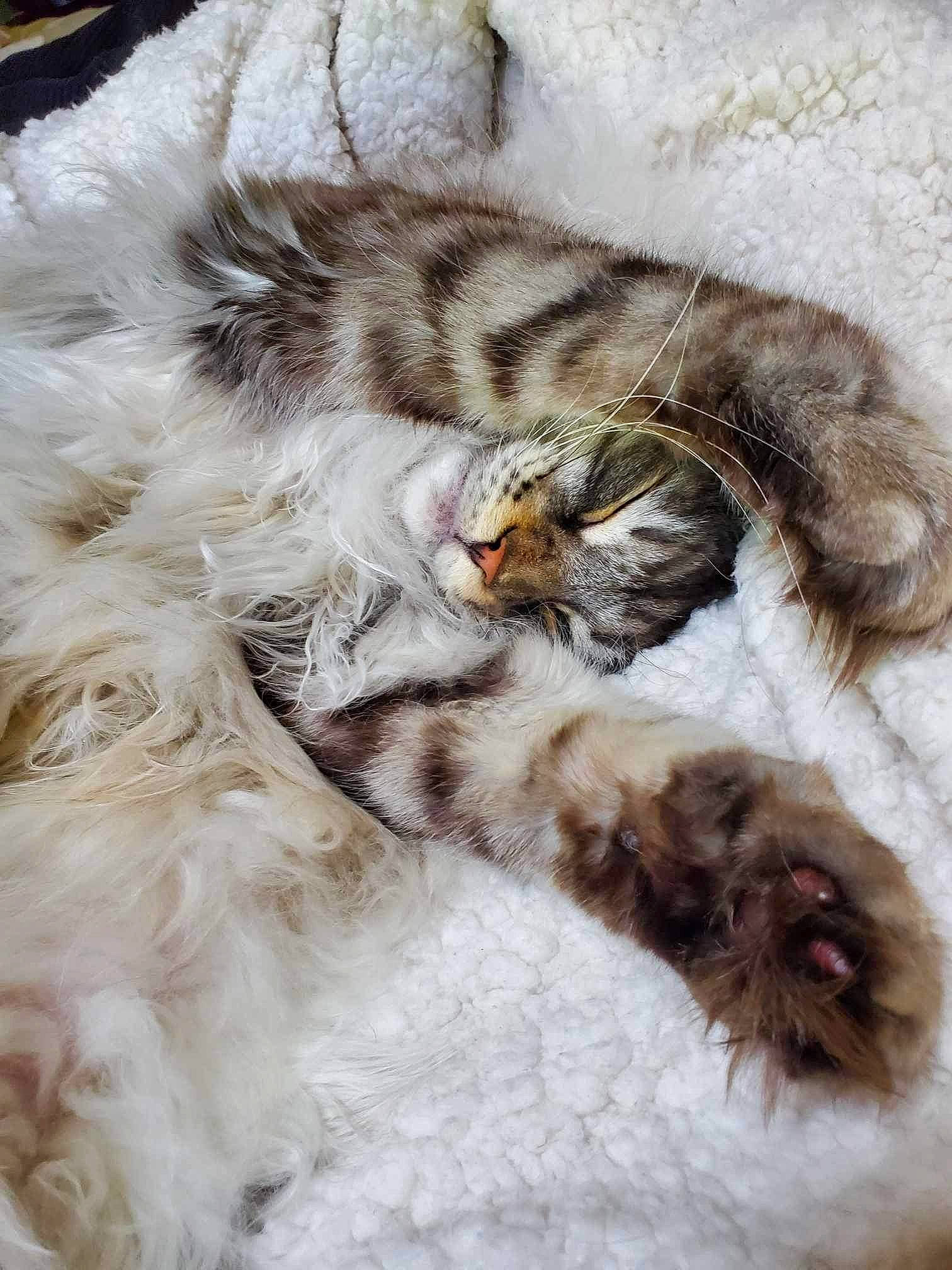 Gunther joined the competition — help win amazing prizes! carnivore, cat, claw, close_up, comfort, domestic_short_haired_cat, fawn, feather, felidae, fur, nap, paw, sleep, small_to_medium_sized_cats, snout, tail, terrestrial_animal, vertebrate, whiskers, wildlife