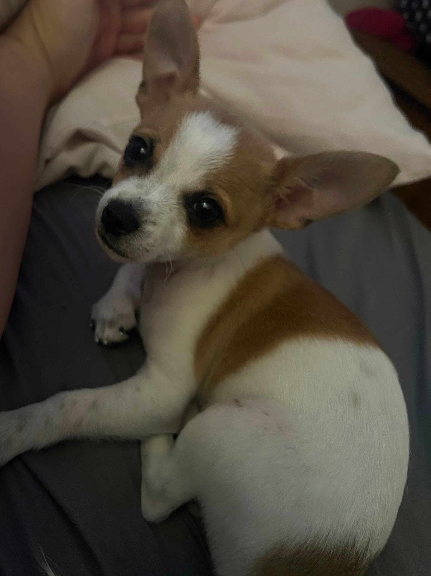 Gizmo