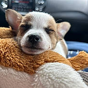 Gizmo is registered to the contest to win money with this photo: puppy, dog, sleeping, closeup, toy, stuffed_animal, cozy, cute, pet, animal, car_interior, soft, whiskers, nose, ears, fur, resting, snuggling, adorable, companion