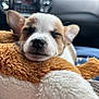 puppy, dog, sleeping, closeup, toy, stuffed_animal, cozy, cute, pet, animal, car_interior, soft, whiskers, nose, ears, fur, resting, snuggling, adorable, companion