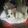 Gizmo is registered to the contest to win money with this photo: puppy, dog, bed, crate, blanket, soft, cozy, ears, cute, pet, animal, indoor, resting, fur, small, white, brown, lying_down, looking, comfort