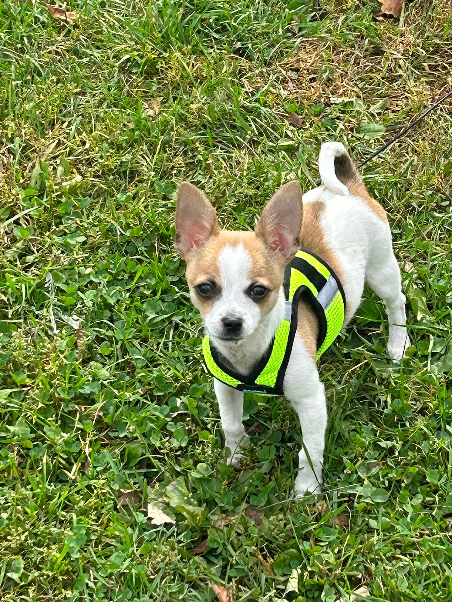 Gizmo