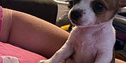 Gizmo is registered to the contest to win money with this photo: puppy, dog, small_dog, pet, arm, person, indoor, living_room, couch, blurred_background, curious, cute, white_and_brown, short_fur, young_dog, close_up, domestic_animal, furniture, relaxed, resting