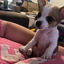 puppy, dog, small_dog, pet, arm, person, indoor, living_room, couch, blurred_background, curious, cute, white_and_brown, short_fur, young_dog, close_up, domestic_animal, furniture, relaxed, resting