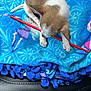 Gizmo is registered to the contest to win money with this photo: puppy, dog, blanket, blue, red, car_seat, pattern, playful, small, cute, fur, animal, pet, nibbling, resting, indoor, cozy, fabric, closeup, young