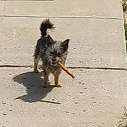 Precious is registered to the contest to win money with this photo: animal, chew_stick, concrete, cute, daylight, dog, ears, fur, grass, nature, outdoor, pet, playful, shadow, sidewalk, small_dog, standing, sunlight, tail, walking