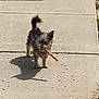 animal, chew_stick, concrete, cute, daylight, dog, ears, fur, grass, nature, outdoor, pet, playful, shadow, sidewalk, small_dog, standing, sunlight, tail, walking